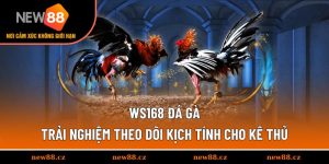 Ws168 Đá Gà - Trải Nghiệm Theo Dõi Kịch Tính Cho Kê Thủ